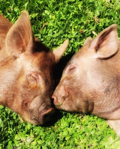 Dois mini porcos deitados juntos na grama