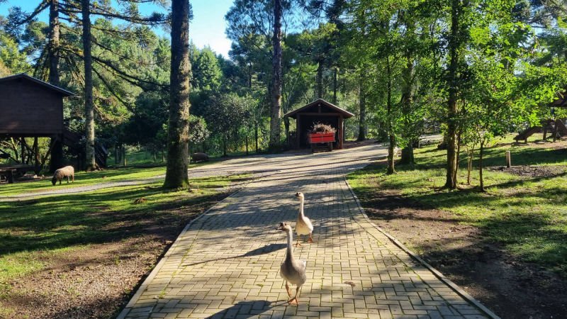 Dois gansos caminhando pelo calçamento da propriedade, com ovelhas ao fundo