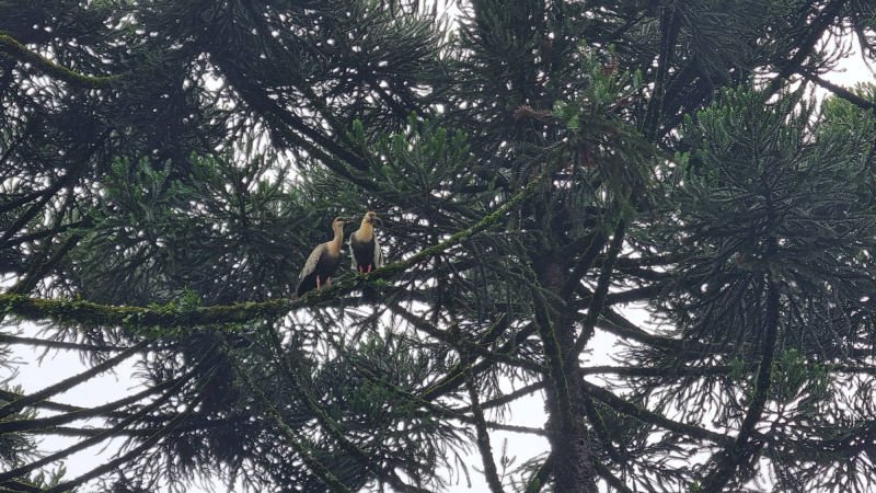 Duas aves pousadas em um galho de araucária