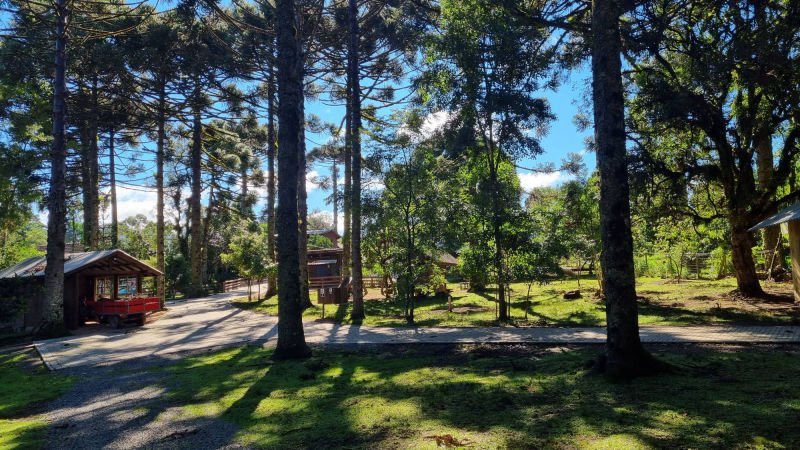 Araucárias e gramado no terreno do Chalé Rural